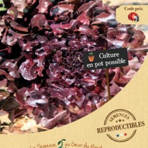 LAITUE à couper Salad Bowl rouge Bio