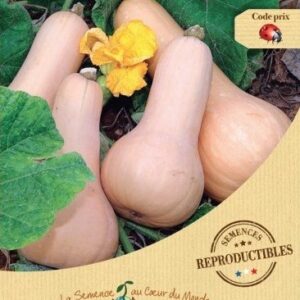 semences-bio-reproductibles-courge-musquee-butternut
