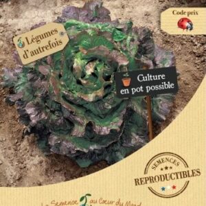 LAITUE Batavia rouge Grenobloise Bio