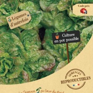 LAITUE Romaine Grasse de Morges Bio