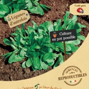 semences-bio-reproductibles-mache-de-hollande-a-grosses-graines
