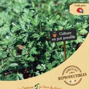 semences-bio-reproductibles-persil-commun-bio