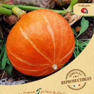 semences-bio-reproductibles-potimarron-uchiki-kuri
